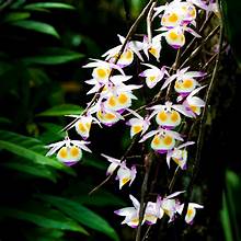 Dendrobium devonianum